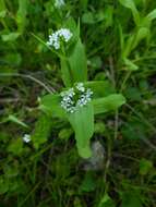 صورة Valerianella chenopodiifolia (Pursh) DC.