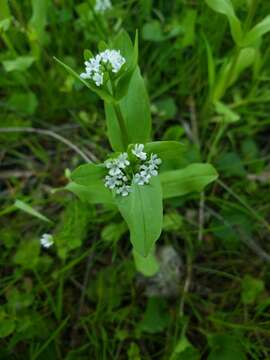 Imagem de Valerianella chenopodiifolia (Pursh) DC.