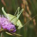 Image of Enlarged Bright Bush-cricket