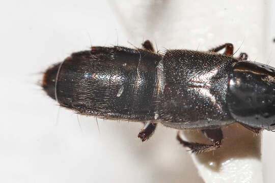 Image of Rove beetle