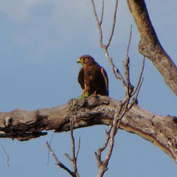 Image of Spotted Kestrel