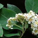 Image of Cotoneaster gamblei Klotz