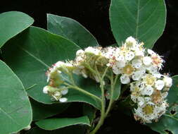 Image of Cotoneaster gamblei Klotz