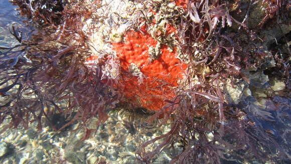 Image of crumb-of-bread sponge