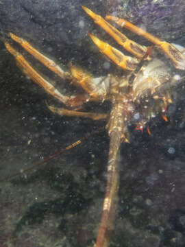 Image of Cape Rock Lobster