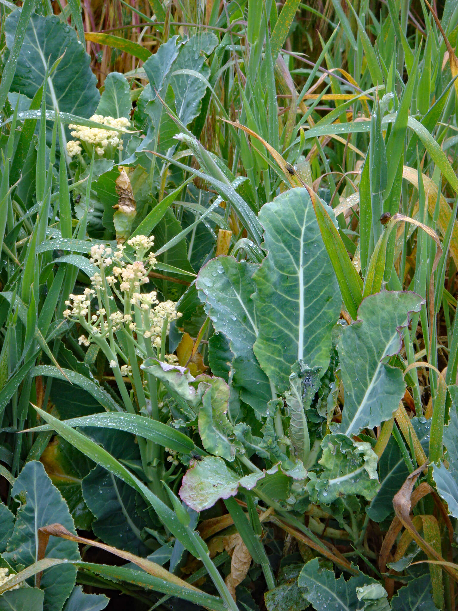 Plancia ëd Brassica oleracea var. botrytis L.