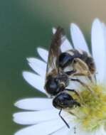 Lasioglossum fuscipenne (Smith 1853) resmi