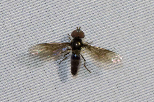 Image of Syrphid fly