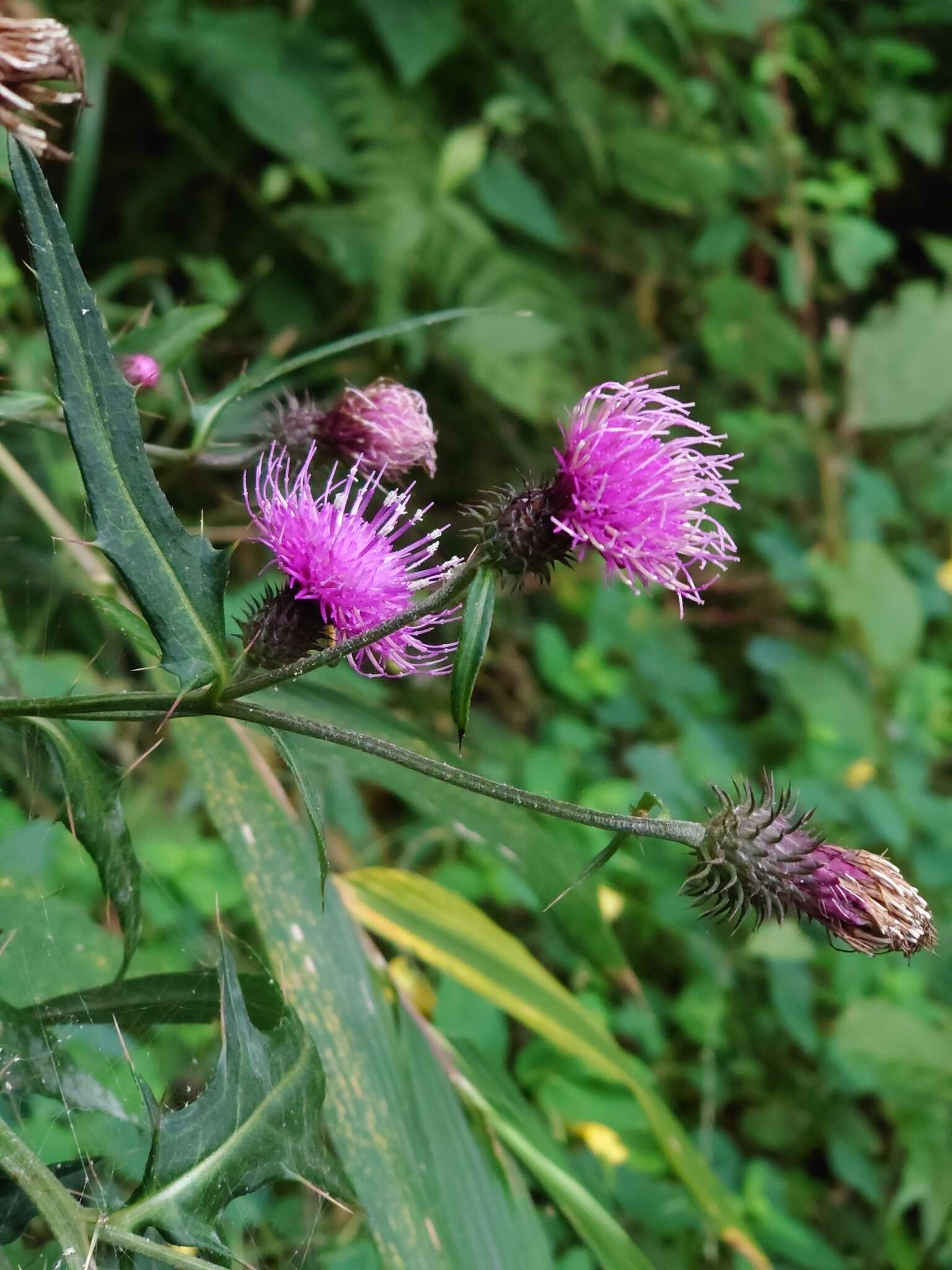 Image of Cirsium nipponicum var. incomptum (Maxim.) Y. Kadota