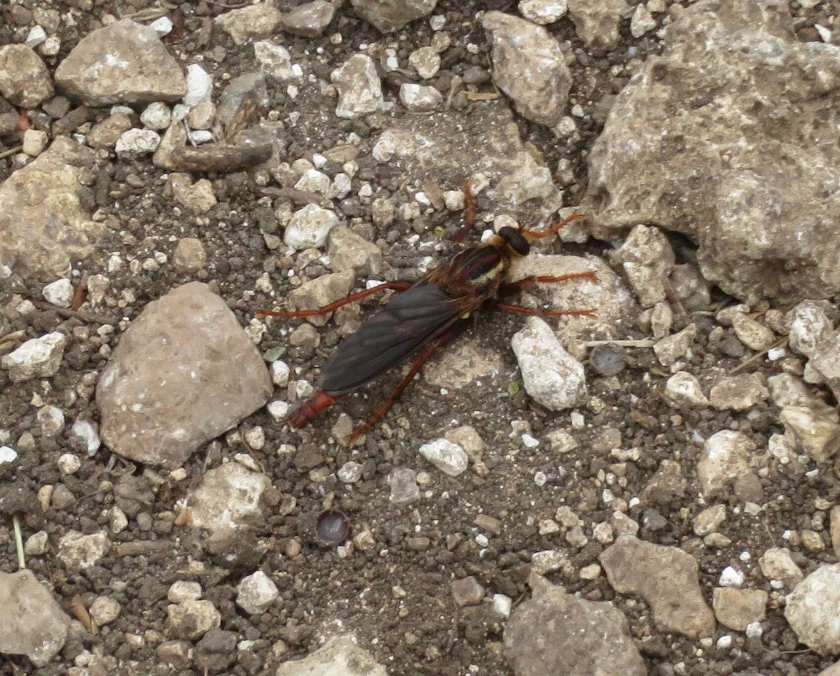 Image of <i>Scleropogon texanus</i>