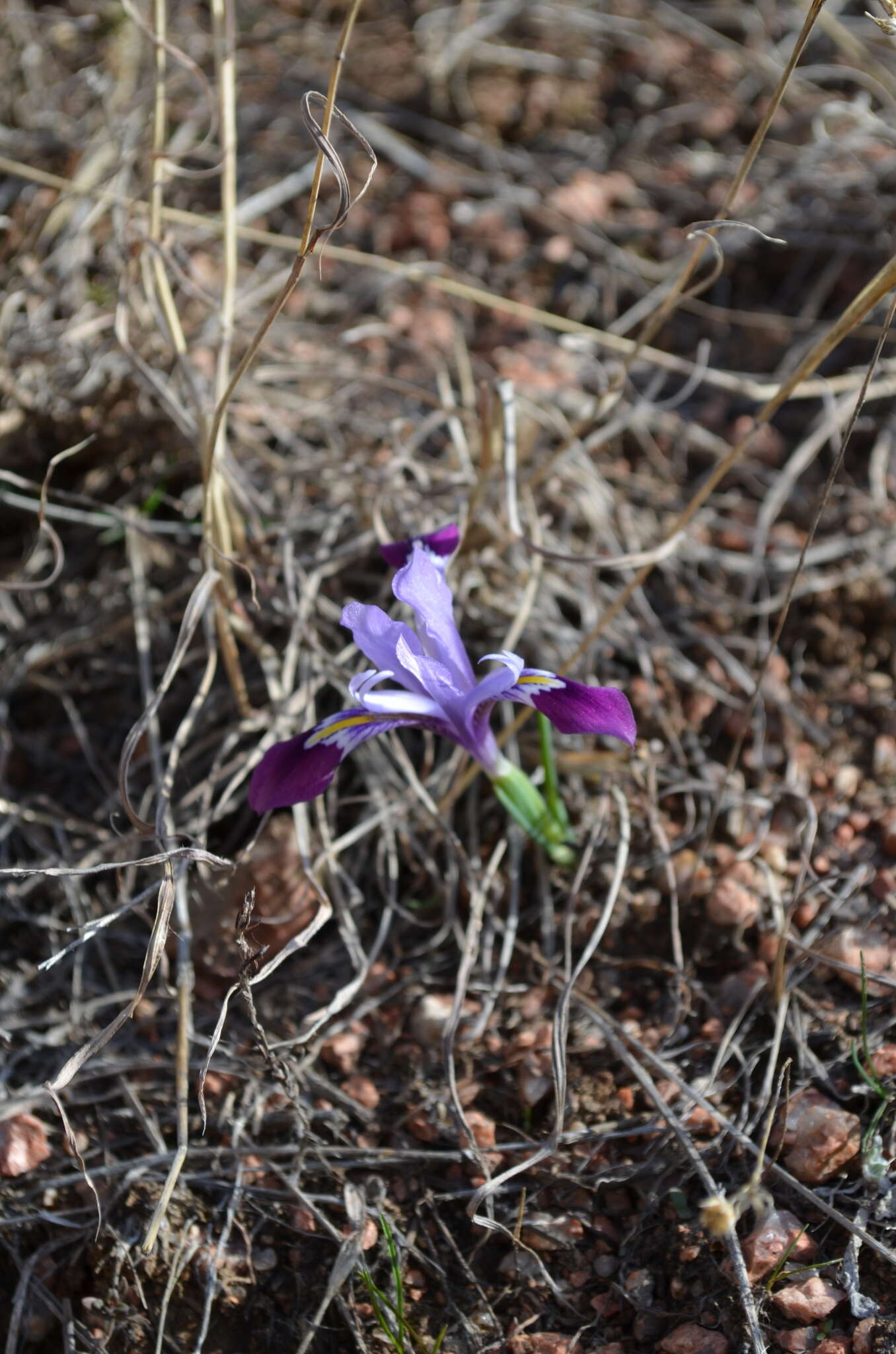 Image of Kolpakowski's Iris