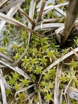 Imagem de Sphagnum obtusum Warnstorf 1877