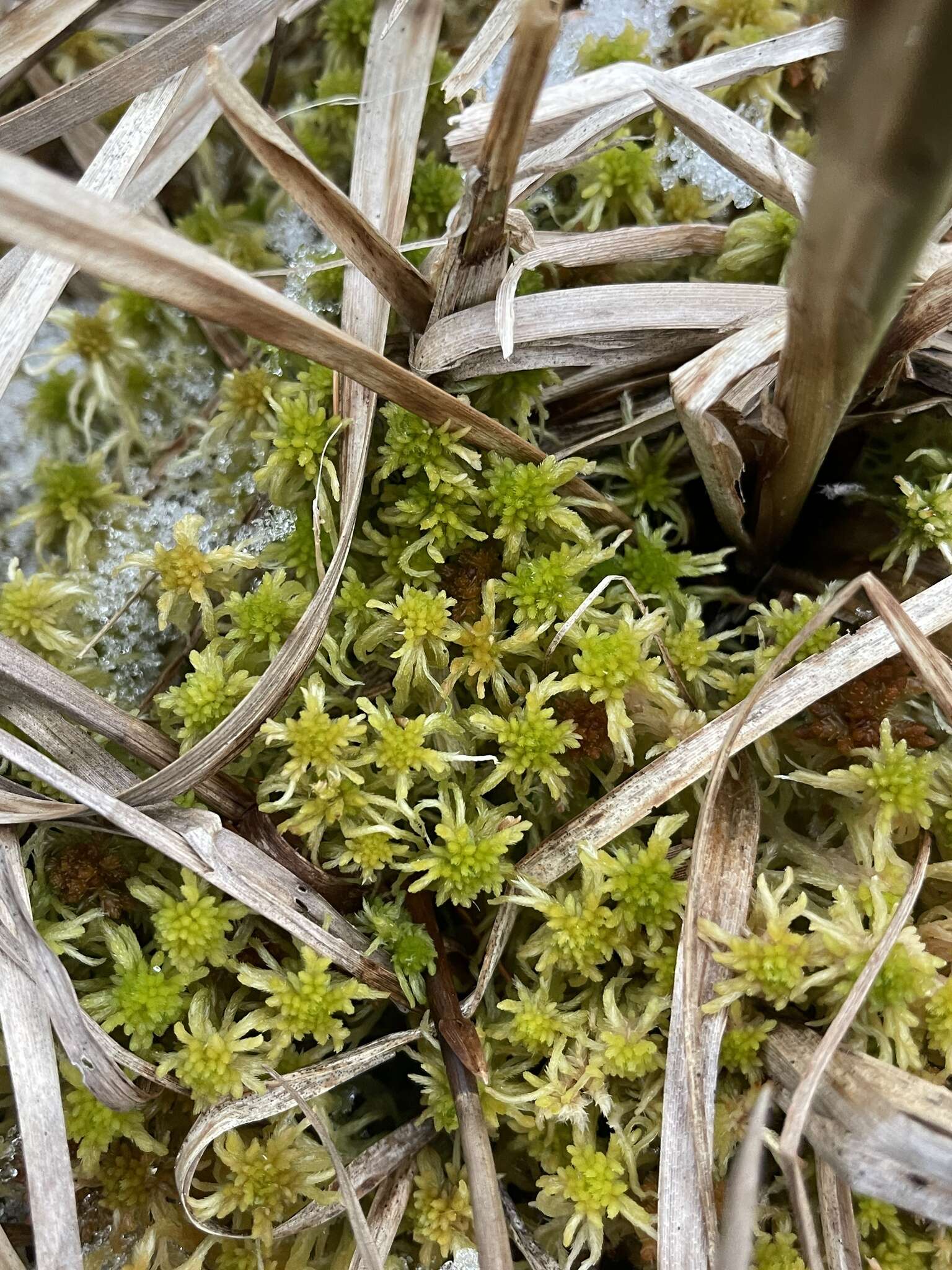 Image of obtuse bog-moss