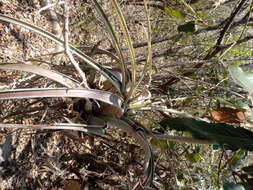 Imagem de Tillandsia huamelulaensis Ehlers