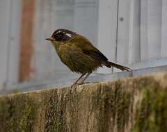 Image of Sooty-capped Bush Tanager