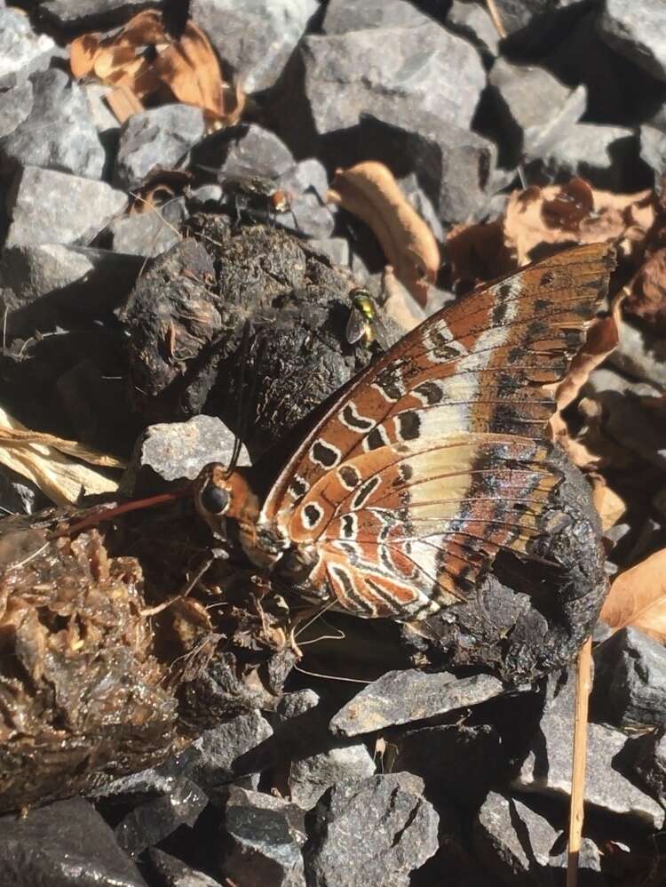 Image of Charaxes brutus