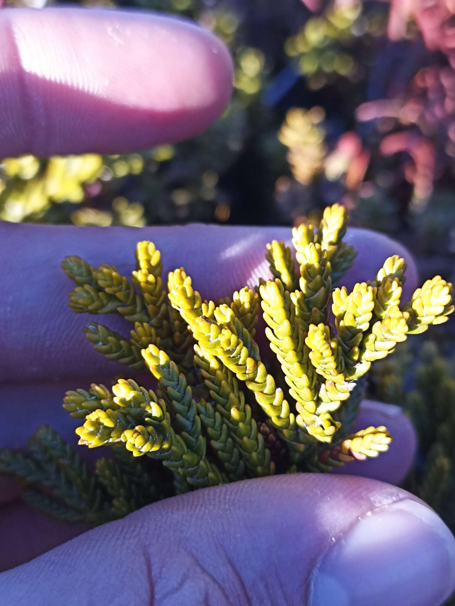 Image of Veronica tetragona Hook.