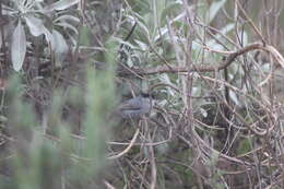 Image of Coastal California gnatcatcher