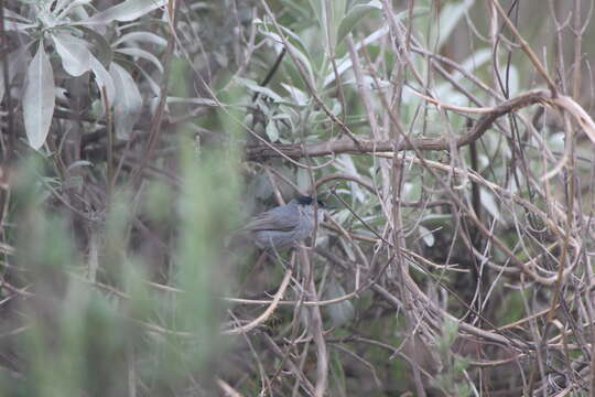 Image of Coastal California gnatcatcher