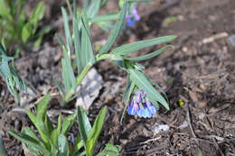 Image of prairie bluebells