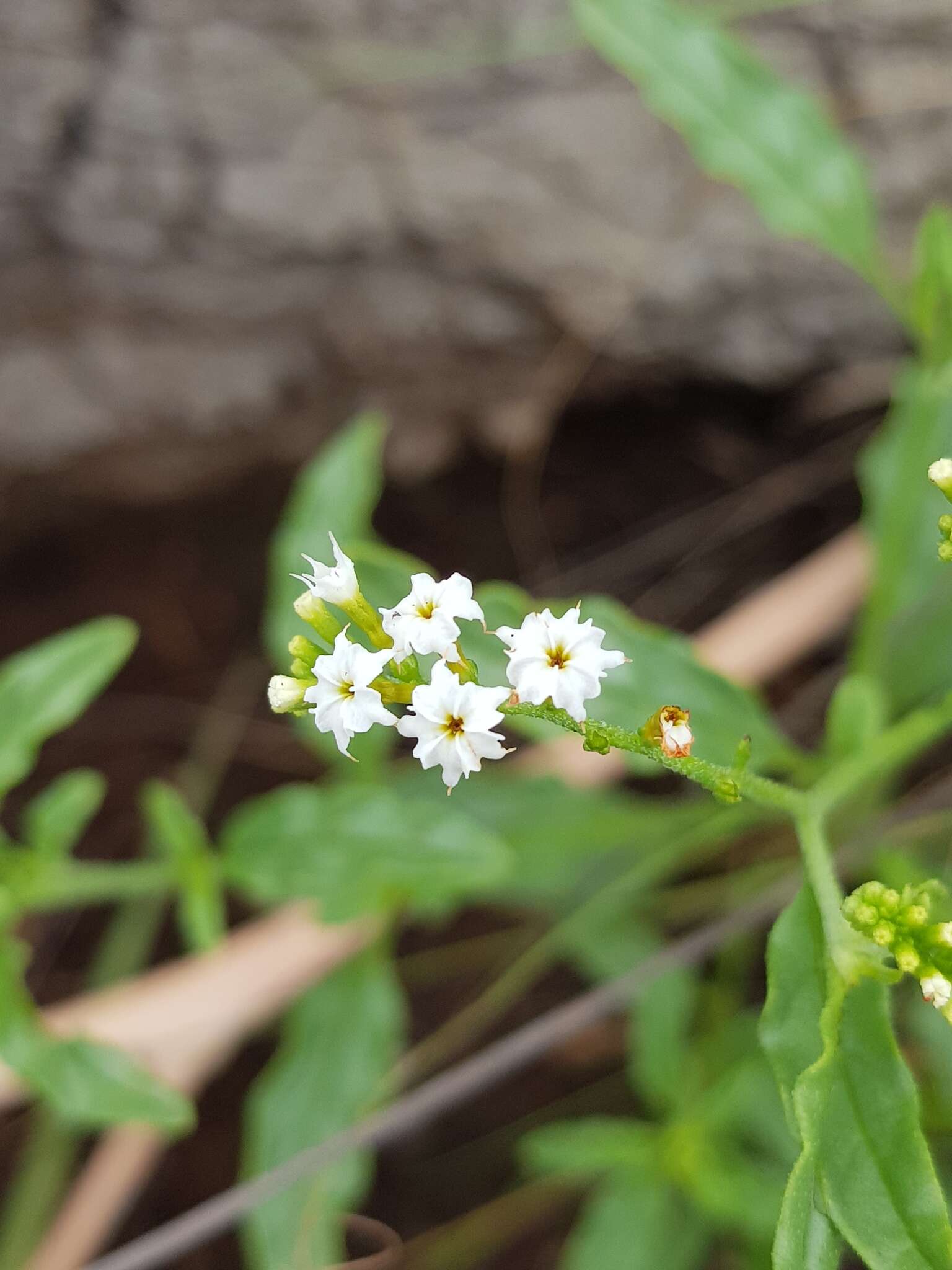 Imagem de Heliotropium ciliatum Kaplan