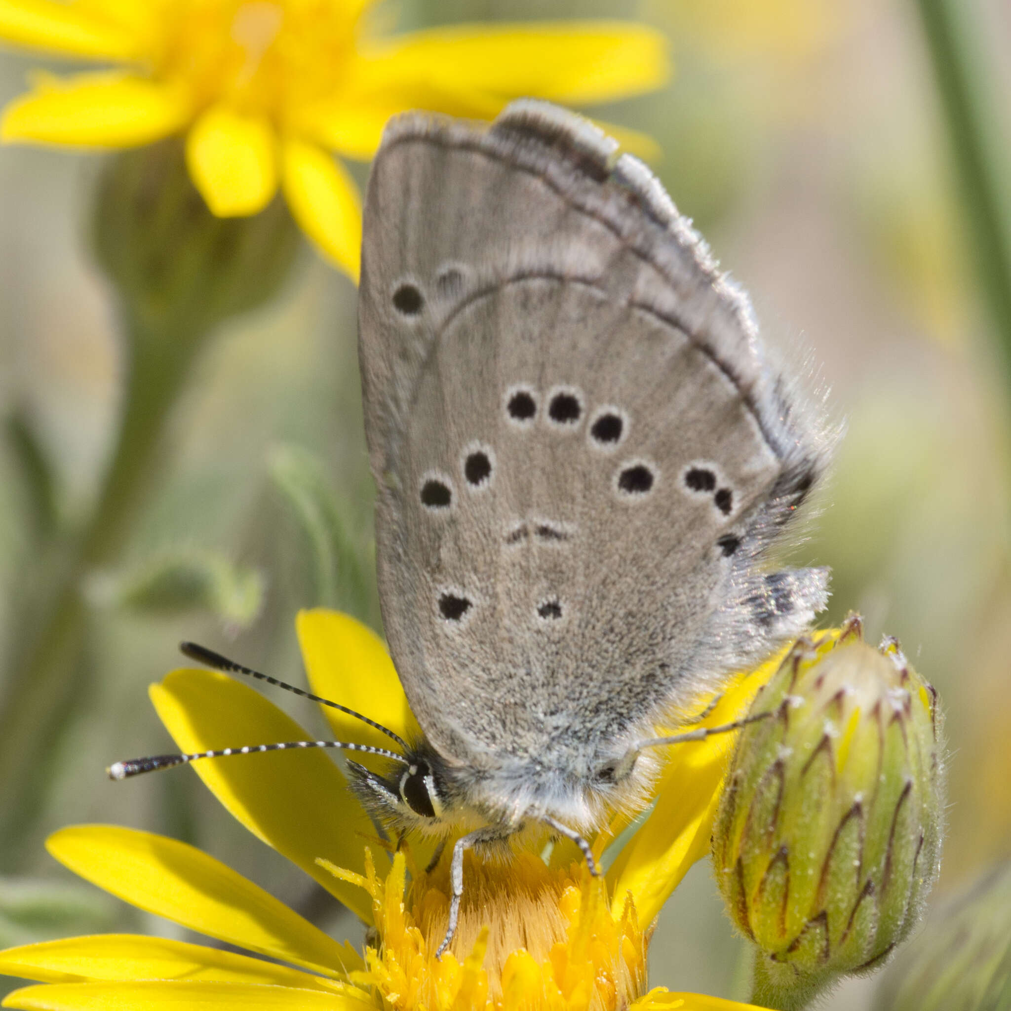 Image of Glaucopsyche lygdamus oro (Scudder 1876)