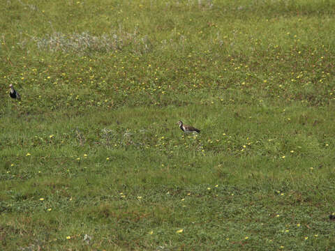 Image of Long-toed Lapwing