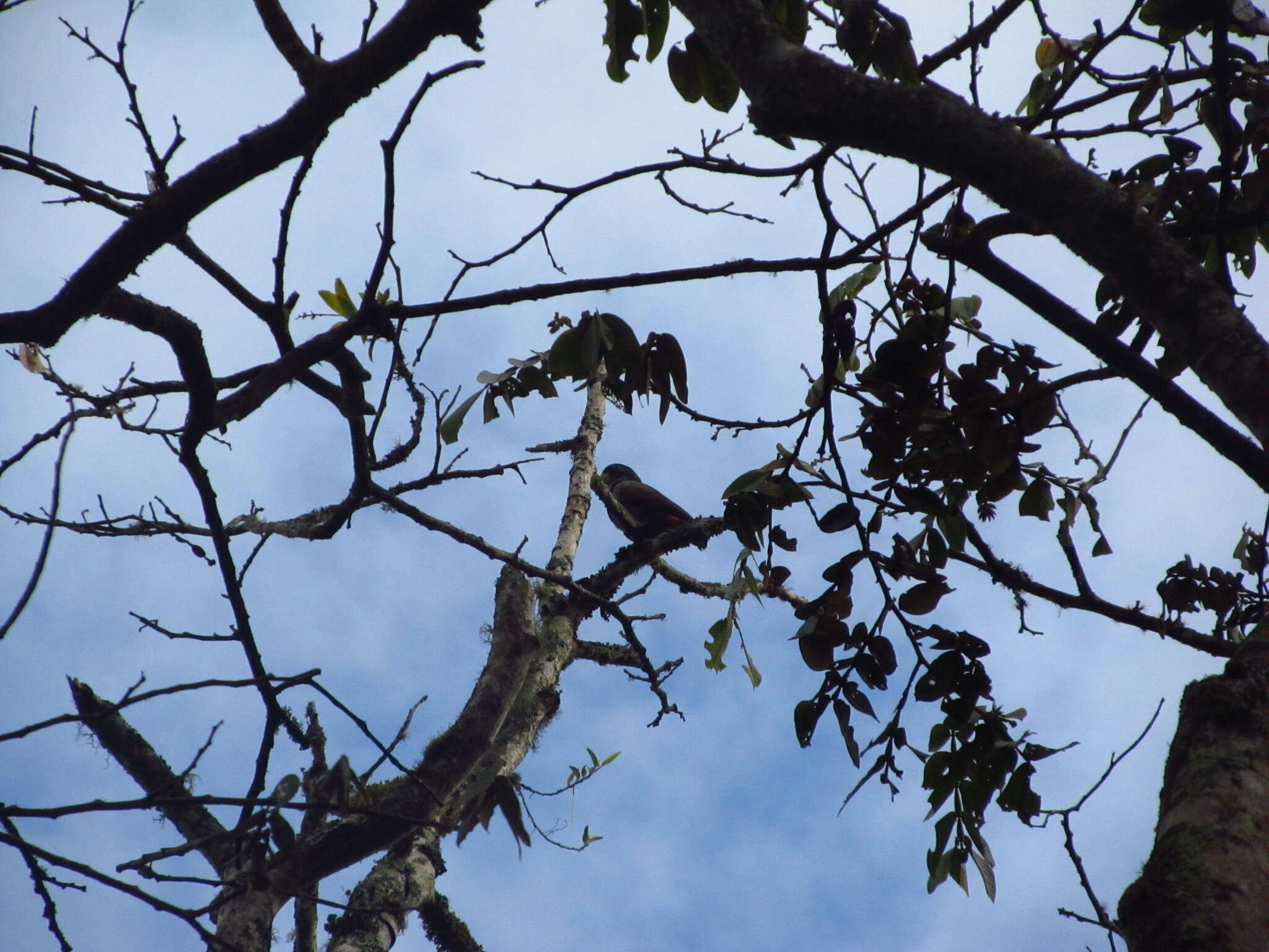 Image of Bronze-winged Parrot