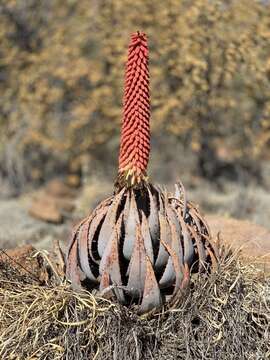 صورة Aloe peglerae Schönland