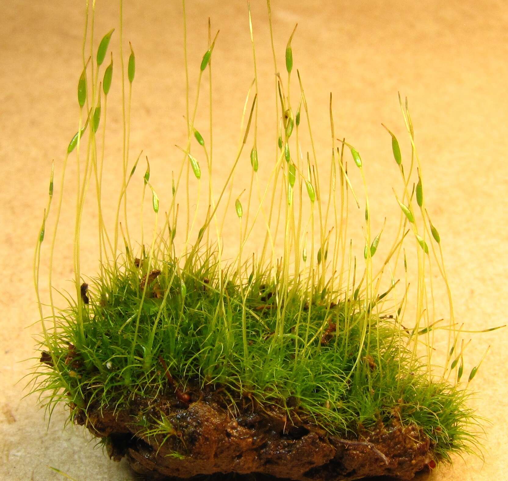 Image of pale ditrichum moss