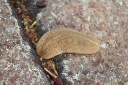 Image of Cuban slug