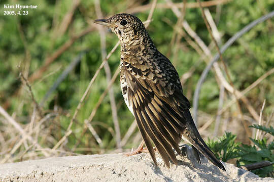 Image of White's Thrush