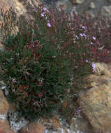 Image of Limonium nymphaeum Erben