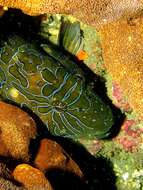 Image of Giant Hawkfish