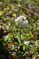 Image of Lysimachia candida Lindl.