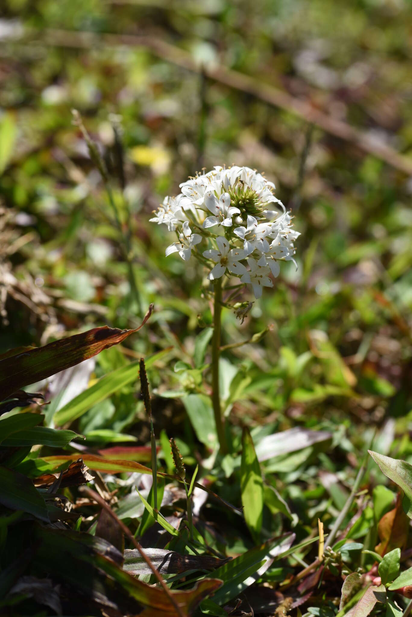 Imagem de Lysimachia candida Lindl.