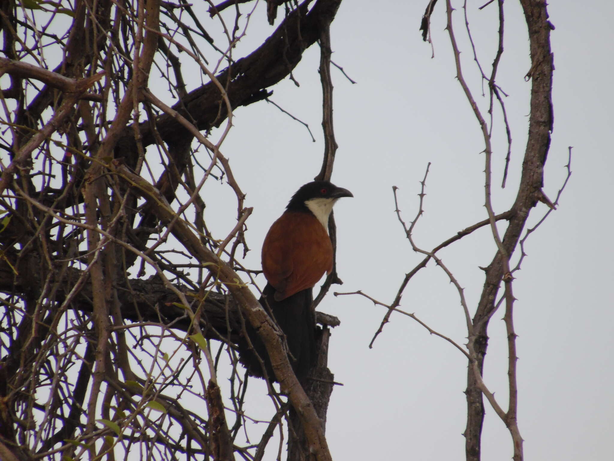 Plancia ëd Centropus senegalensis (Linnaeus 1766)