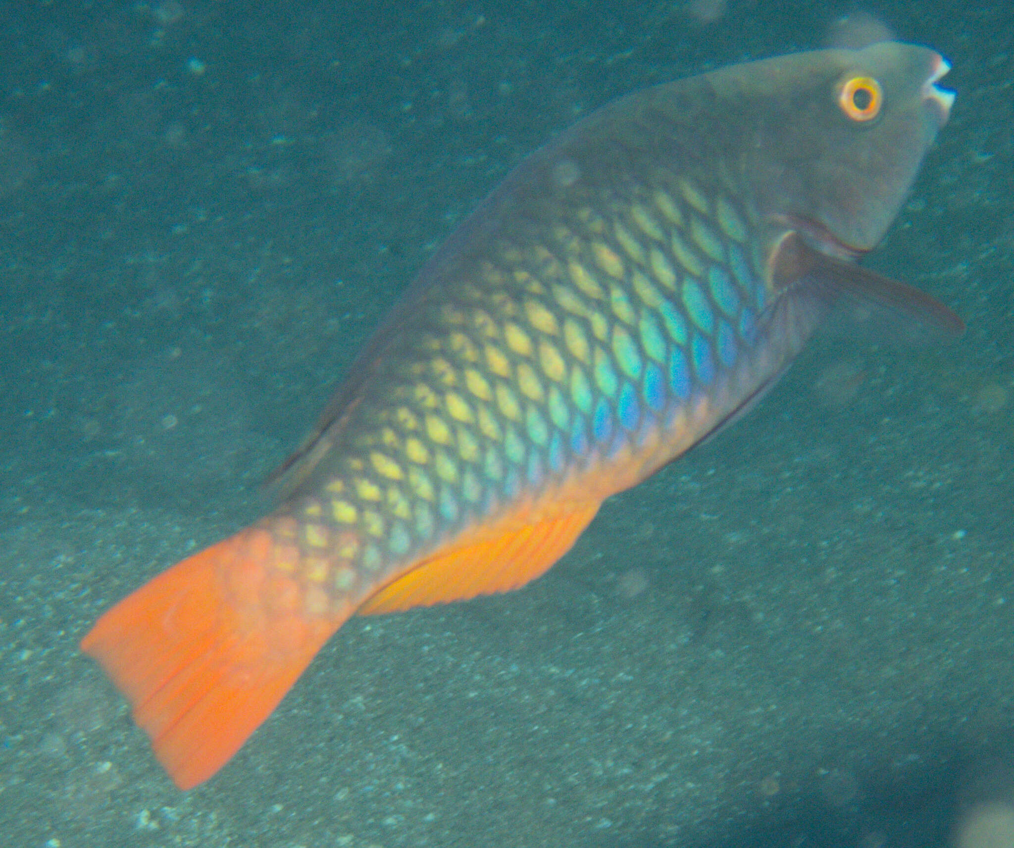 Image of Three-colour Parrotfish