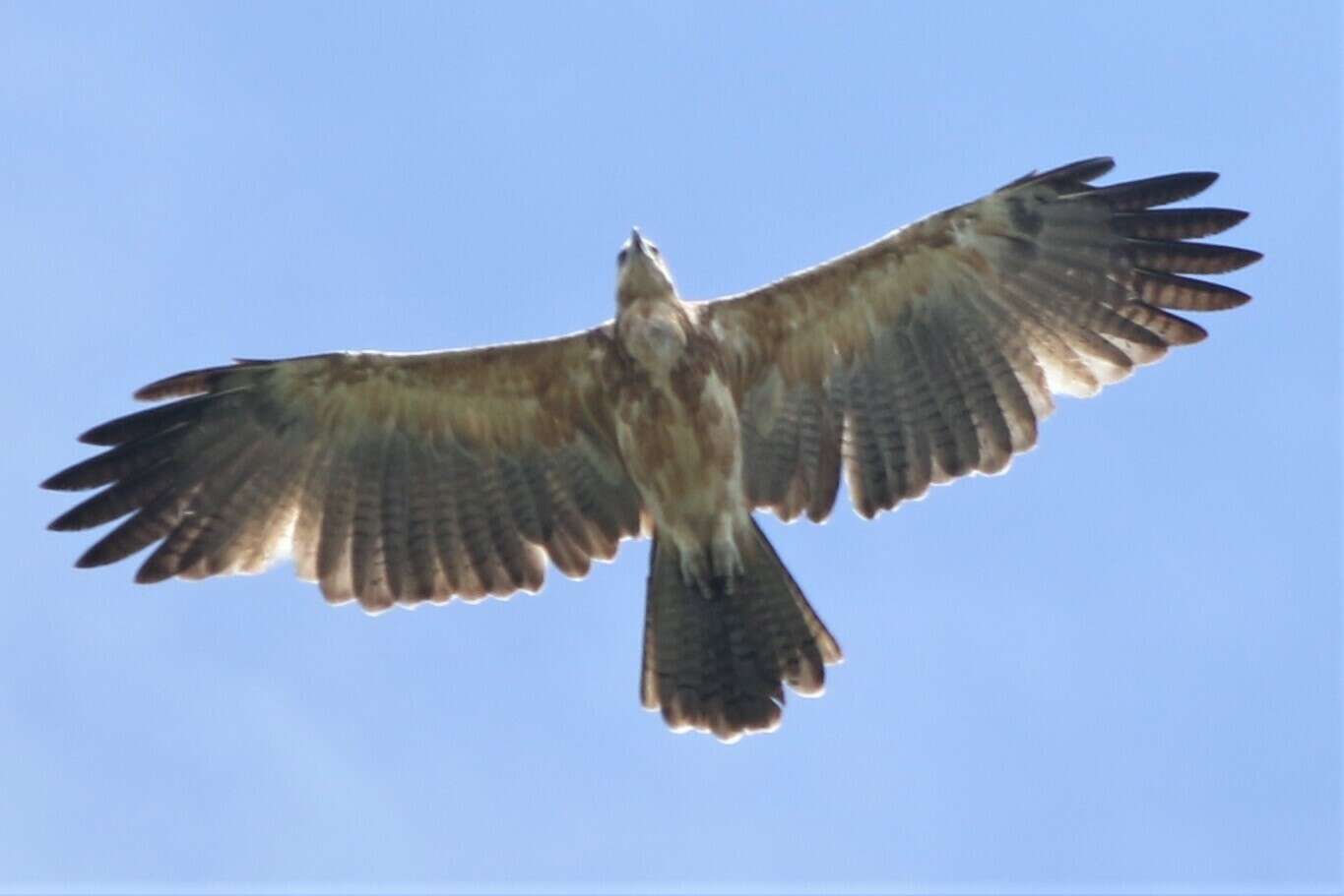 Image of Gurney's Eagle