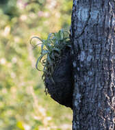 Слика од Tillandsia streptophylla Scheidw.