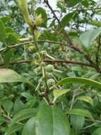 Image of sea bilberry