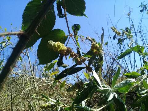 صورة Buddleja sessiliflora Kunth