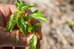 Image of Lesser Clearweed