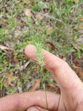 Image de Echinopogon nutans C. E. Hubb.