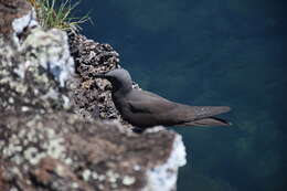 صورة Anous stolidus galapagensis Sharpe 1879