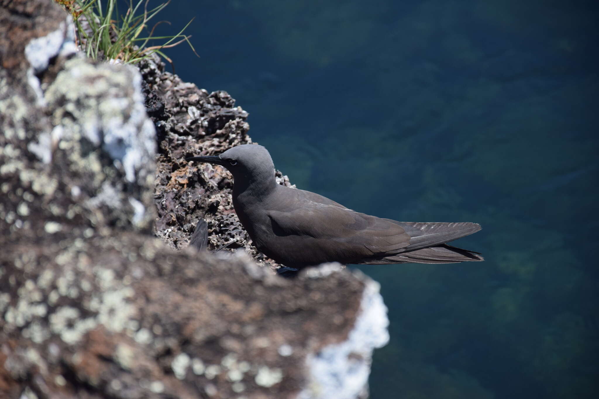 صورة Anous stolidus galapagensis Sharpe 1879