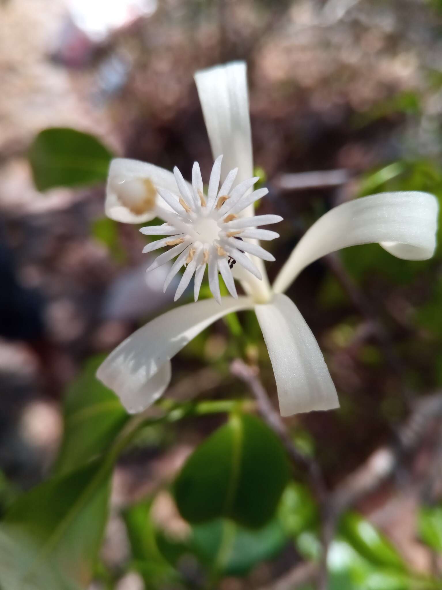 Image of Humbertioturraea malifolia (Baker) M. Cheek