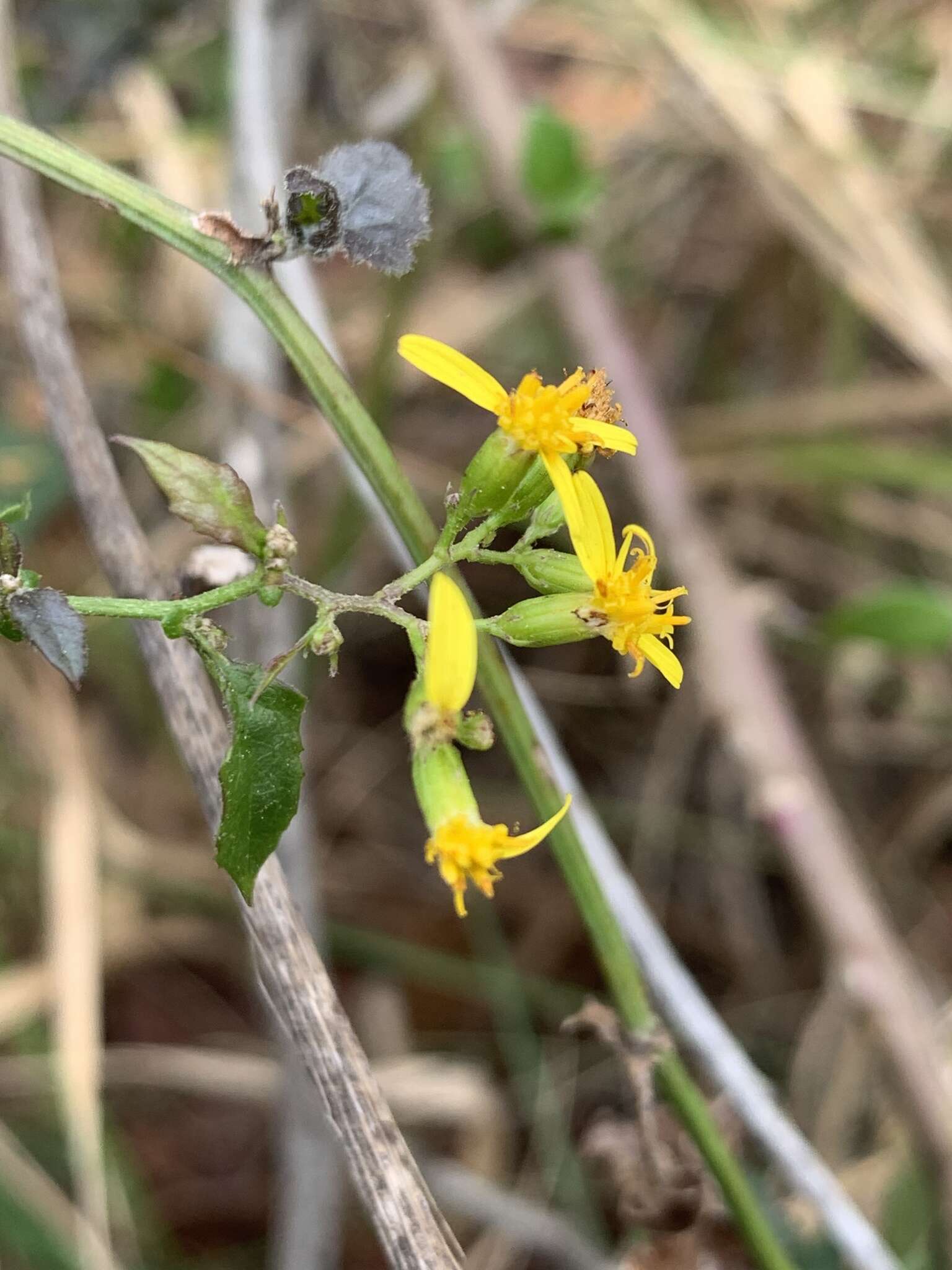 Plancia ëd Senecio deltoideus Less.