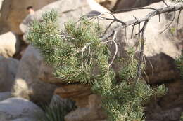 Image of singleleaf pinyon