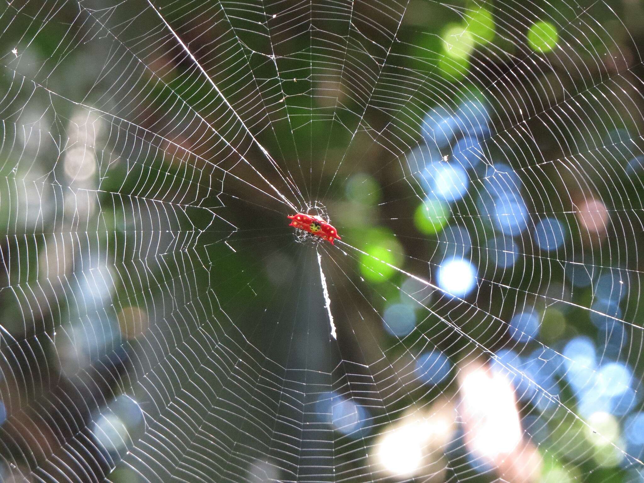 Image of Gasteracantha quadrispinosa O. Pickard-Cambridge 1879